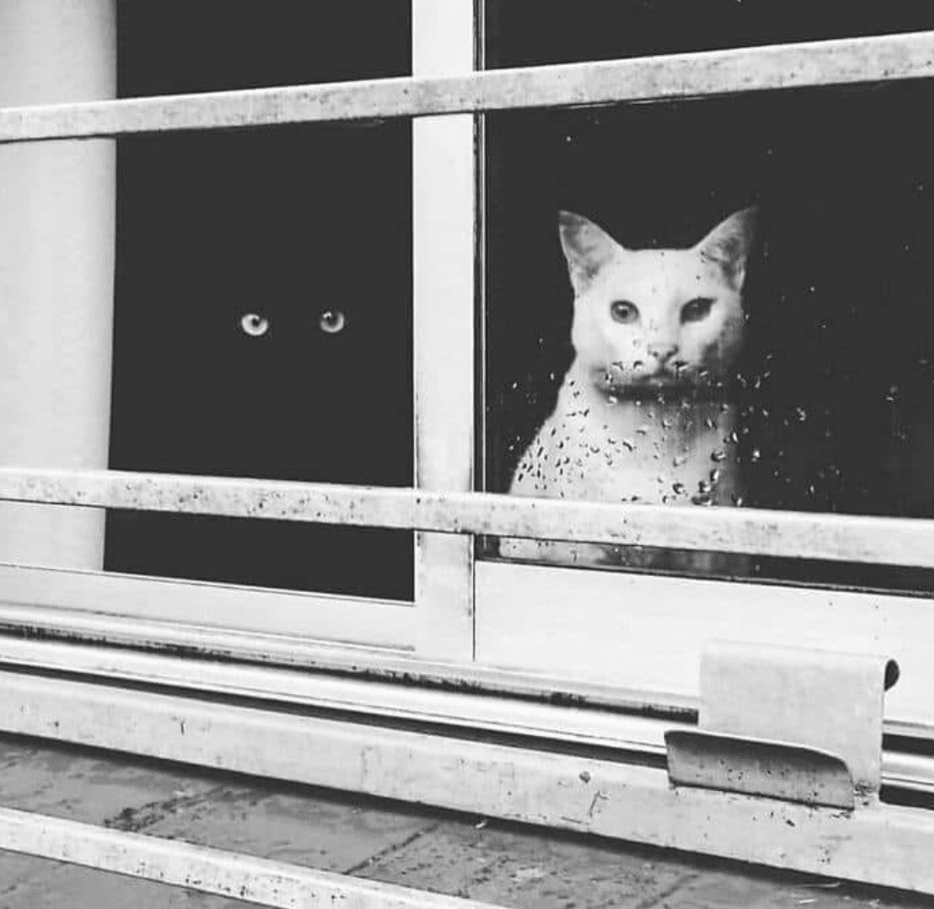 You are currently viewing i’m the cat